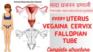 Female reproductive system||महिला प्रजनन प्रणाली||Fallopian tube Uterus Vegaina Complete structure