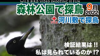 森林公園で探鳥2022年9月【野鳥は私を見ているか否か検証】