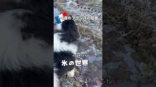 【フランスの田舎🇫🇷-5度の氷の世界だけど、犬達元気いっぱい】#フランス生活 #サモエド #ボーダーコリー