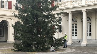 Kingsize Christmas Tree at Dutch royal palace