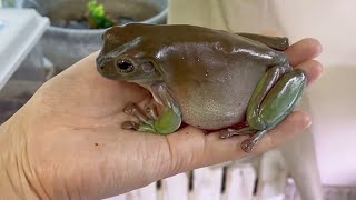 If a giant frog, formerly wild, lived with people for a year...