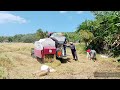 harvesting first crops #how #philippines #agriculture #harvest