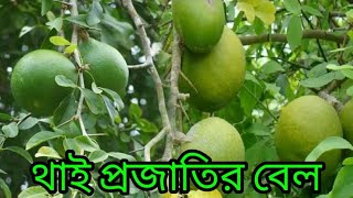 থাই প্রজাতির বেল গাছ ও আমার তৈরি বিশেষ পুষ্টিমৌল