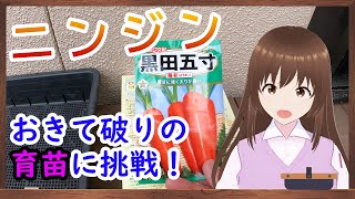 【ニンジン】を育苗してから植えてみます　【家庭菜園】