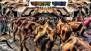 ১৩/০২/২৫/ #হাড্ডিসার গরু একেবারে পানির দামে বিক্রি হচ্ছে রানিগঞ্জ গরুর হাট haddi gorur dam #cow দাম