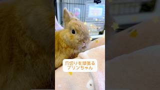 キリリとしたお顔で爪切りを頑張るうさぎさん #うさぎ #猫カフェ #かわいい #うさぎカフェ #rabbit