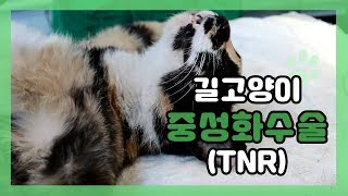 길고양이 중성화수술(TNR)  [다울동물병원(백남운 수의사)] - 펫칼리지