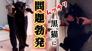 これは困った汗 ムッチリボディの黒猫に問題行動頻発！