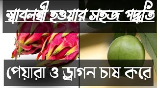 পেয়ারা এবং ড্রাগন সমন্বিত চাষ পদ্ধতি cultivation combind of gavaya and dragon fruit