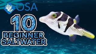 Valentini Puffer - 10 Beginner Saltwater Fish