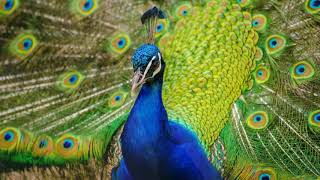 Veena music with Peacock background - Relaxing music, Relaxation music, Soothing calm music - #36