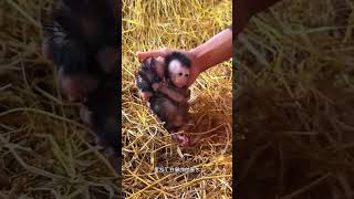 Monkey found in bait🤯