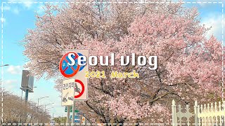 서울브이로그🌸 | 3월 중순의 봄꽃 산책 \u0026 개화 상황🌼 | 용답역 청계천매화거리 | 여의도 봄나들이 | 산수유 | 매화 | 개나리 | 벚꽃 | 목련