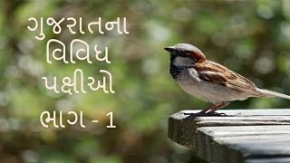 ગુજરાતના વિવિધ પક્ષીઓ ભાગ - 1 | Different Birds of Gujarat, INDIA |