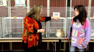 2012/01/22 TICA ECC Cat show Final