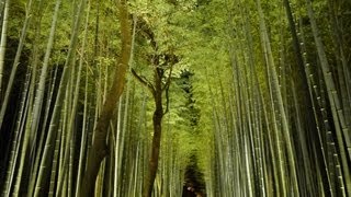 京都 嵐山 花灯路 夜間ライトアップ Beautiful Kyoto Arashiyama Night Bamboo Light