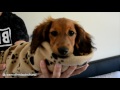 how to make a sausage burrito cute dachshund puppy