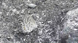 松本市のクロツバメシジミ　令和伍年秋【準絶滅危惧種】（長野県）