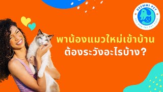 รับแมวใหม่มาเลี้ยง ต้องรู้และดูแลอะไรบ้าง | สัตวแพทย์ทีม Deemmi