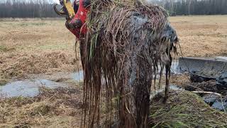 Desilting The Drainage Ditch With An Excavator - Mud And Grass (Holland Kobelco E 50.2)