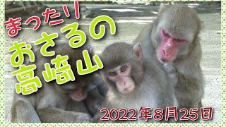 おさるの高崎山　「2022年8月25日撮影」