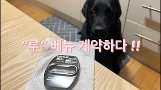 [ vlog ] 베뉴 계약 🎉, 출고까지 7개월 | 차량용품 먼저 사재끼는 생활 | 사랑받는 대형견과 일상 🐕‍🦺