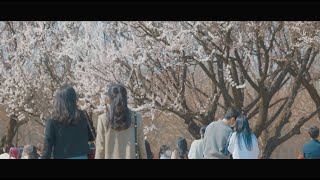 2022년 서울숲 봄나들이 벚꽃 개화 l Seoul Forest Cherry blossom