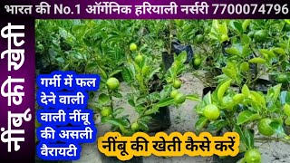 2159.असली कागजी बारहमासी नींबू खेती।Kagji Baramasi Lemon Plant Nursery#kagjibaramasilemon#live#viral