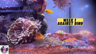 Week 1 of Dealing with Dinoflagellates (Amphidinium) | RED SEA REEFER NANO 28G