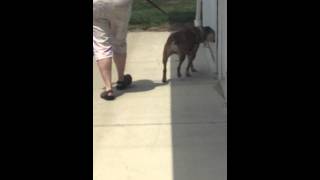 Video   gait CCL walking