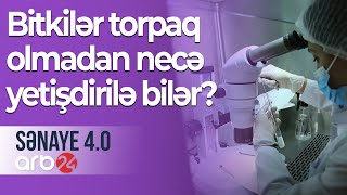 Bitkilər torpaq olmadan sürətli şəkildə necə yetişdirilə bilər? – Sənaye 4.0