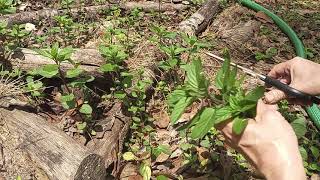 Harvesting Peppermint