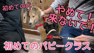 【初めてのパピークラス】他の犬にびっくり！どぎまぎ！【シェルティ子犬】