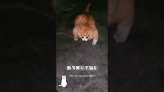 マッチョな子猫の正体