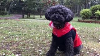 トイプードルポポ雨裏山さんぽ