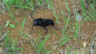 Giant wasp watches the skies (Sphex ingens)