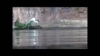 Hippopotamus farts