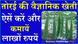 तोरई की खेती करें || Torai Farming Technique || तोरई की वैज्ञानिक खेती -Torai Ki kheti -