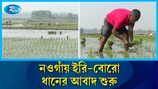 শস্য ভান্ডার খ্যাত নওগাঁয় চলতি মওসুমে ইরি-বোরো ধানের আবাদ শুরু | Rtv News