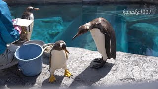 旭山動物園 ジェンツーペンギン37番にライバル現る？