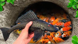 Catch Ornamental Orange Tailed Piranha Fish In Tiny Pond, Angelfish, Tiger Guppy, Koi, Puffer Fish