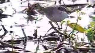 sandpiper