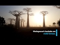 Secrets of the baobabs: lifeline for a forest on the edge