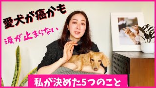 愛犬ダックスが癌かもと言われて決めたこと