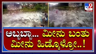 Rain Effect: ತುಮಕೂರಿನಲ್ಲಿ ಕೆರೆ ಕೋಡಿ ಹರಿದು ಮೀನುಗಳ ನರ್ತನ | Tv9 Kannada