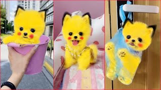 Tik Tok Chó Phốc Sóc Mini 😍 Funny and Cute Pomeranian #276