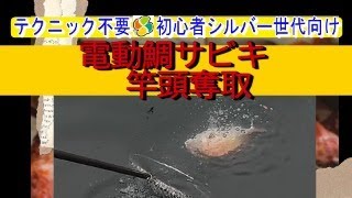 電動鯛サビキで竿頭!! テクニック不要シルバー世代奨励？#fishing #fishingvideo＃鯛サビキ＃からこと丸＃船釣り