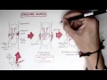 Bone Fracture - Types, Fracture Repair and Osteomyelitis Bone Fracture - Types, Fracture Repair and Osteomyelitis