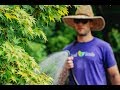 How To: The Fundamentals Of Watering