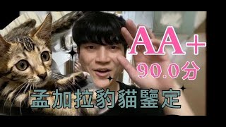 【Bees.W】EP1 香港孟加拉豹貓鑒定 2mth 金豹仔 AA+